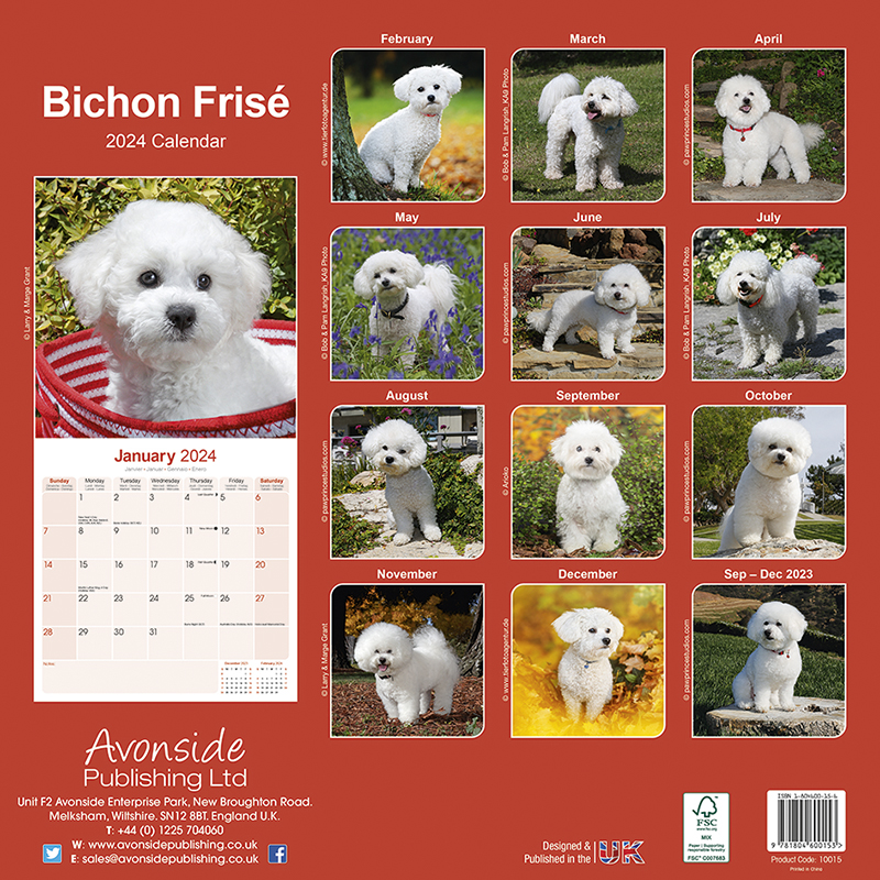 Bichon Frise Calendar 2024 (Square) Dogs Naturally